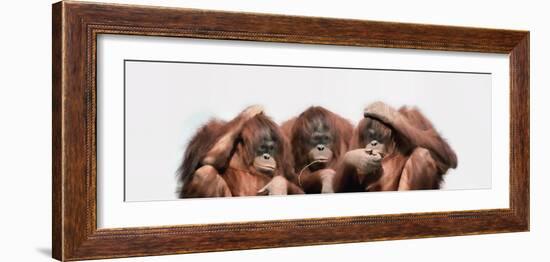 Close-Up of Three Orangutans-null-Framed Photographic Print