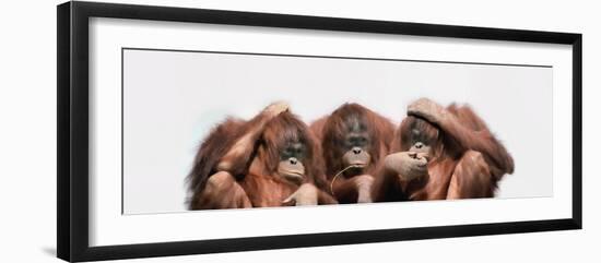 Close-Up of Three Orangutans-null-Framed Photographic Print