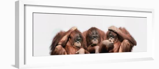 Close-Up of Three Orangutans-null-Framed Photographic Print