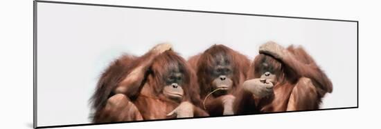 Close-Up of Three Orangutans-null-Mounted Photographic Print