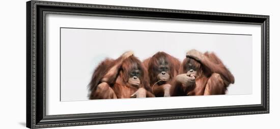 Close-Up of Three Orangutans-null-Framed Photographic Print