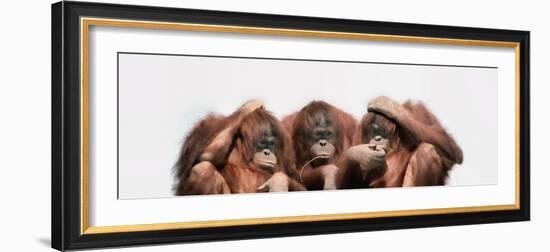 Close-Up of Three Orangutans-null-Framed Photographic Print