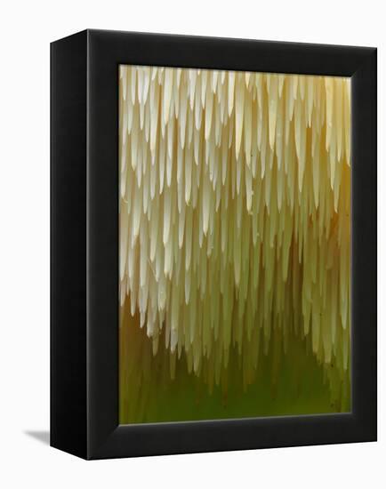 Close-up of Tiered tooth fungus, UK-Andy Sands-Framed Premier Image Canvas