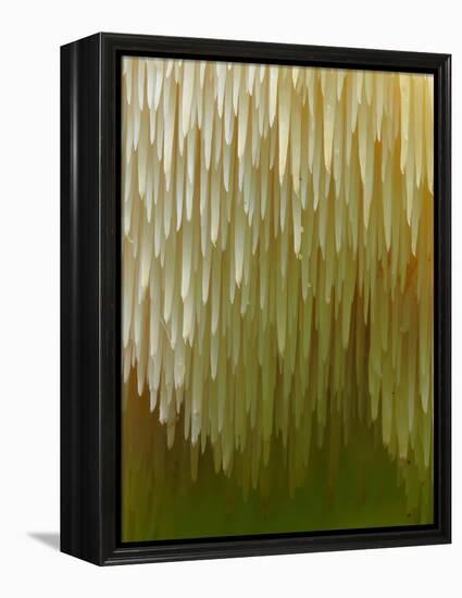 Close-up of Tiered tooth fungus, UK-Andy Sands-Framed Premier Image Canvas