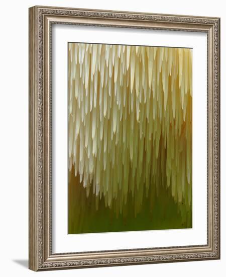 Close-up of Tiered tooth fungus, UK-Andy Sands-Framed Photographic Print