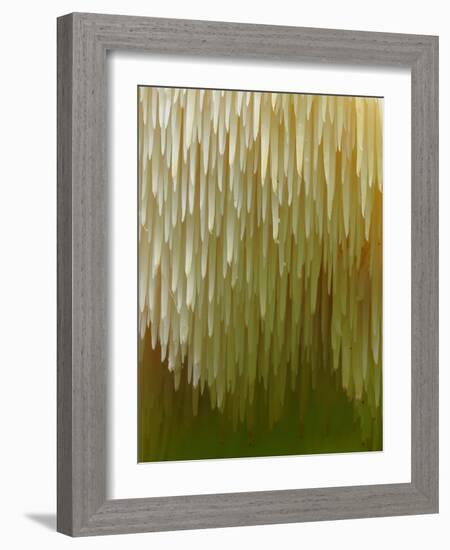 Close-up of Tiered tooth fungus, UK-Andy Sands-Framed Photographic Print