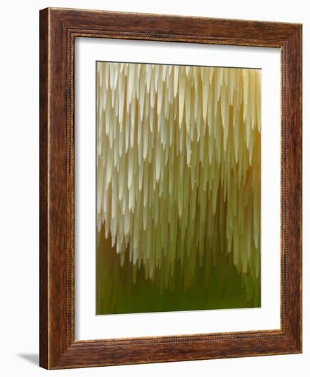 Close-up of Tiered tooth fungus, UK-Andy Sands-Framed Photographic Print