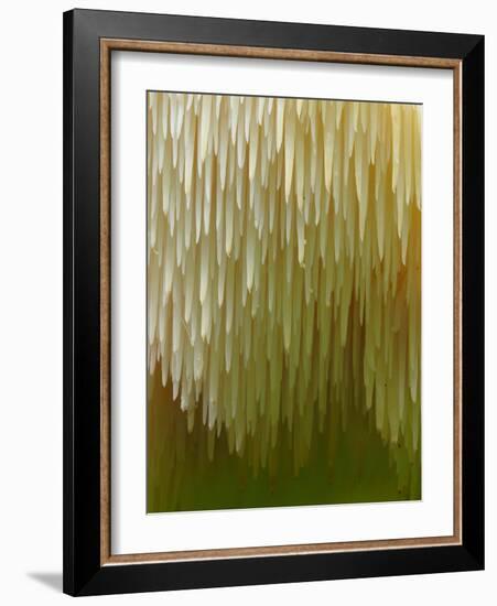 Close-up of Tiered tooth fungus, UK-Andy Sands-Framed Photographic Print