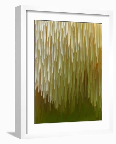 Close-up of Tiered tooth fungus, UK-Andy Sands-Framed Photographic Print