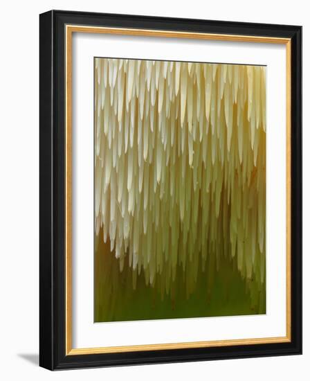 Close-up of Tiered tooth fungus, UK-Andy Sands-Framed Photographic Print