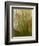 Close-up of Tiered tooth fungus, UK-Andy Sands-Framed Photographic Print