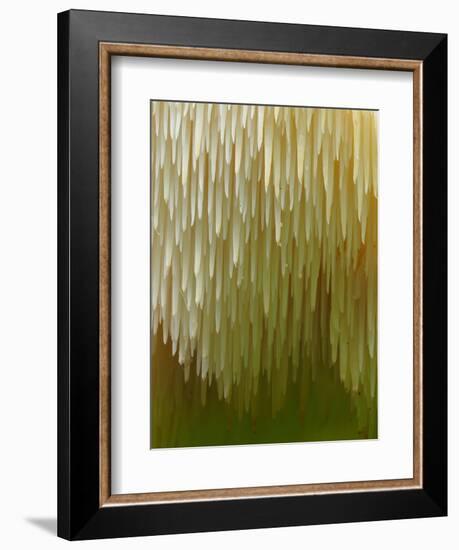 Close-up of Tiered tooth fungus, UK-Andy Sands-Framed Photographic Print