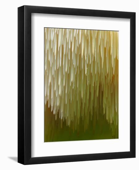 Close-up of Tiered tooth fungus, UK-Andy Sands-Framed Photographic Print