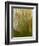 Close-up of Tiered tooth fungus, UK-Andy Sands-Framed Photographic Print