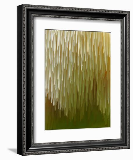 Close-up of Tiered tooth fungus, UK-Andy Sands-Framed Photographic Print