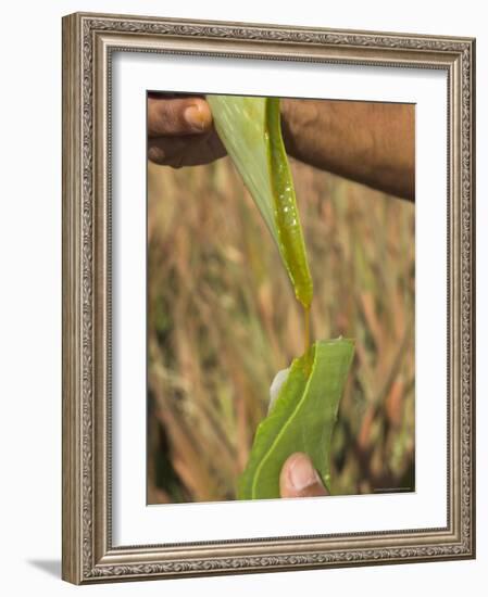 Close up of Torn Aloe Vera Leaf with Juice Running Out, Village of Borunda, Rajasthan State, India-Eitan Simanor-Framed Photographic Print