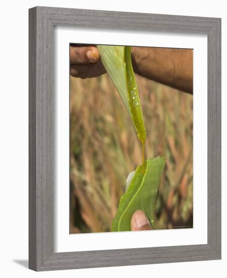 Close up of Torn Aloe Vera Leaf with Juice Running Out, Village of Borunda, Rajasthan State, India-Eitan Simanor-Framed Photographic Print