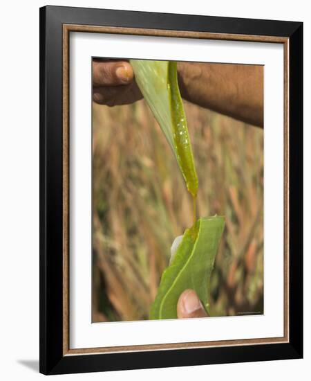 Close up of Torn Aloe Vera Leaf with Juice Running Out, Village of Borunda, Rajasthan State, India-Eitan Simanor-Framed Photographic Print