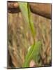 Close up of Torn Aloe Vera Leaf with Juice Running Out, Village of Borunda, Rajasthan State, India-Eitan Simanor-Mounted Photographic Print