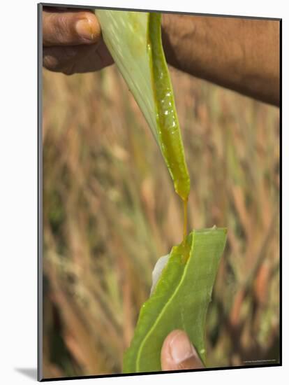 Close up of Torn Aloe Vera Leaf with Juice Running Out, Village of Borunda, Rajasthan State, India-Eitan Simanor-Mounted Photographic Print