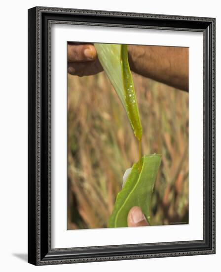 Close up of Torn Aloe Vera Leaf with Juice Running Out, Village of Borunda, Rajasthan State, India-Eitan Simanor-Framed Photographic Print