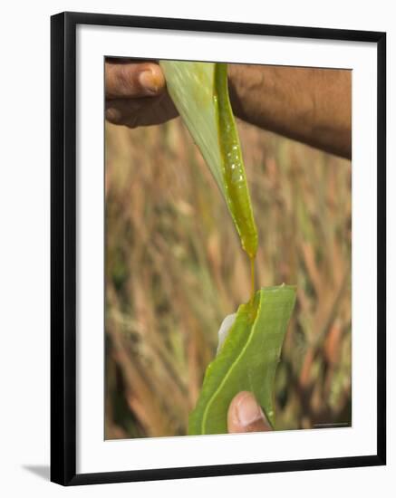 Close up of Torn Aloe Vera Leaf with Juice Running Out, Village of Borunda, Rajasthan State, India-Eitan Simanor-Framed Photographic Print