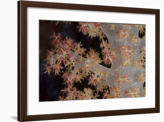 Close-Up of Tree Coral on a Fijian Reef-Stocktrek Images-Framed Photographic Print