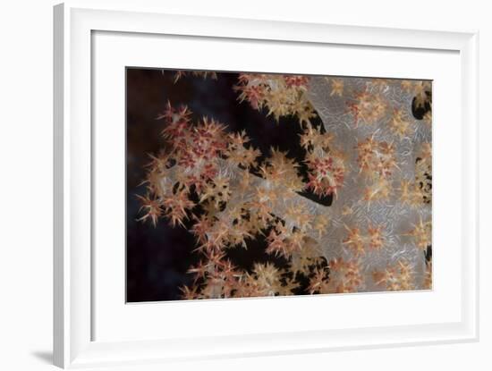 Close-Up of Tree Coral on a Fijian Reef-Stocktrek Images-Framed Photographic Print