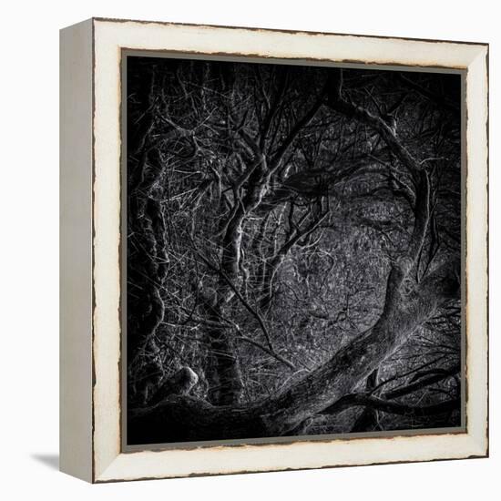 Close Up of Trees-Rory Garforth-Framed Premier Image Canvas