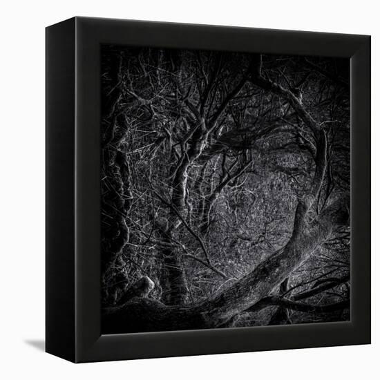 Close Up of Trees-Rory Garforth-Framed Premier Image Canvas