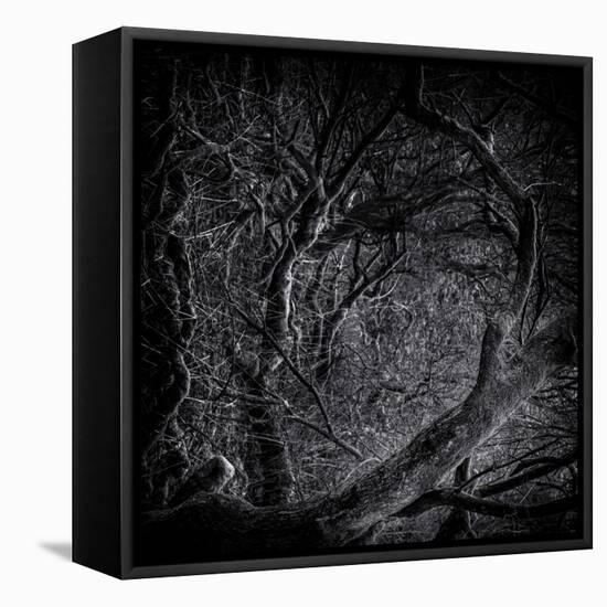 Close Up of Trees-Rory Garforth-Framed Premier Image Canvas