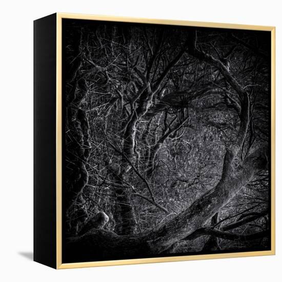 Close Up of Trees-Rory Garforth-Framed Premier Image Canvas