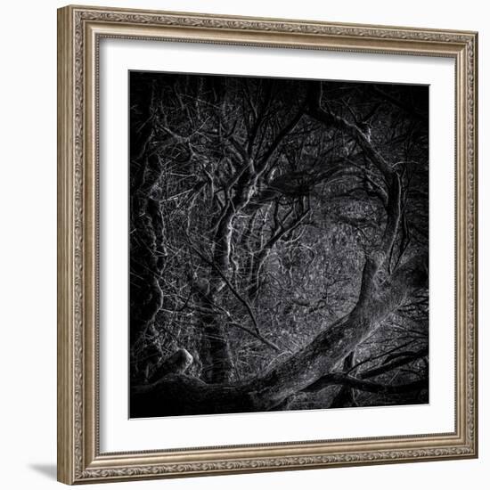 Close Up of Trees-Rory Garforth-Framed Photographic Print