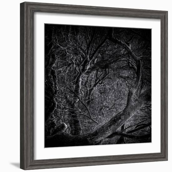 Close Up of Trees-Rory Garforth-Framed Photographic Print