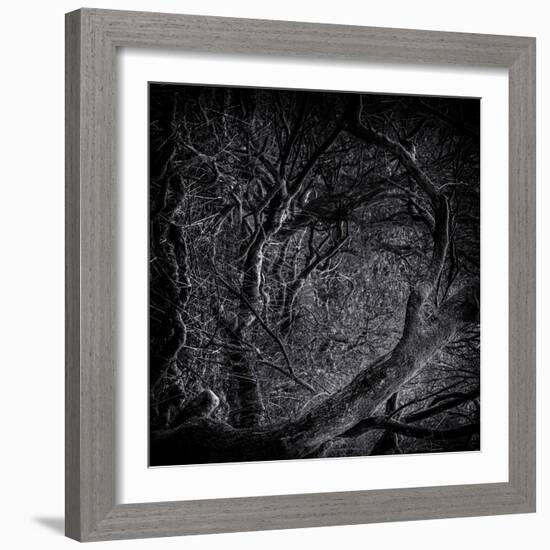 Close Up of Trees-Rory Garforth-Framed Photographic Print