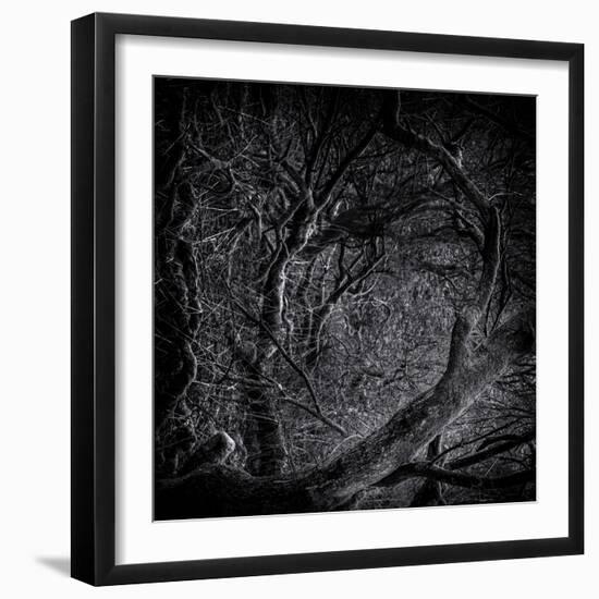Close Up of Trees-Rory Garforth-Framed Photographic Print