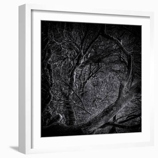 Close Up of Trees-Rory Garforth-Framed Photographic Print