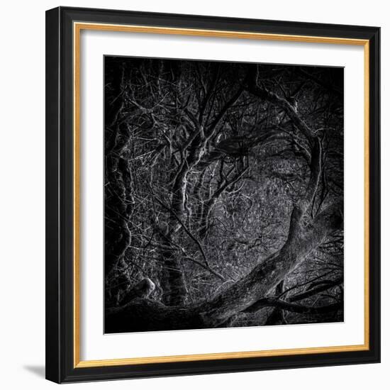 Close Up of Trees-Rory Garforth-Framed Photographic Print