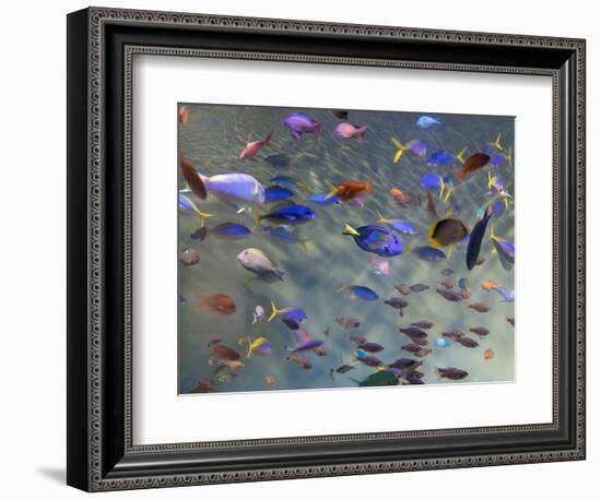 Close-Up of Tropical Fish at Miyajami Aquarium, Hiroshima Prefecture, Japan-null-Framed Photographic Print