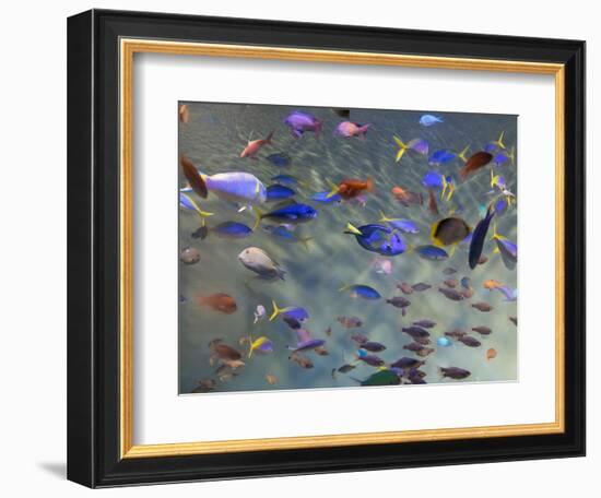 Close-Up of Tropical Fish at Miyajami Aquarium, Hiroshima Prefecture, Japan-null-Framed Photographic Print