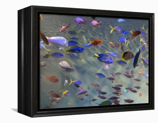 Close-Up of Tropical Fish at Miyajami Aquarium, Hiroshima Prefecture, Japan-null-Framed Premier Image Canvas