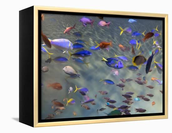 Close-Up of Tropical Fish at Miyajami Aquarium, Hiroshima Prefecture, Japan-null-Framed Premier Image Canvas