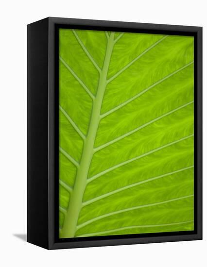 Close-up of Tropical Plant Leaf-Darrell Gulin-Framed Premier Image Canvas