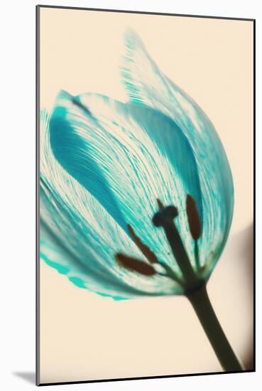 Close Up of Tulip Flower Showing the Petals in Backlight-Coverzoo-Mounted Photographic Print