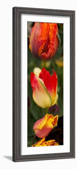 Close-Up of Tulip Flowers-null-Framed Photographic Print