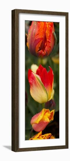 Close-Up of Tulip Flowers-null-Framed Photographic Print