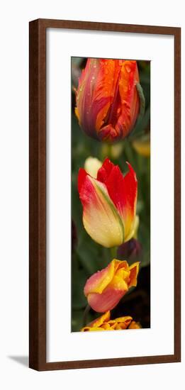 Close-Up of Tulip Flowers-null-Framed Photographic Print