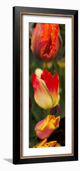 Close-Up of Tulip Flowers-null-Framed Photographic Print