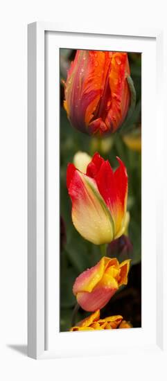 Close-Up of Tulip Flowers-null-Framed Photographic Print