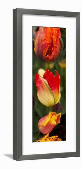 Close-Up of Tulip Flowers-null-Framed Photographic Print